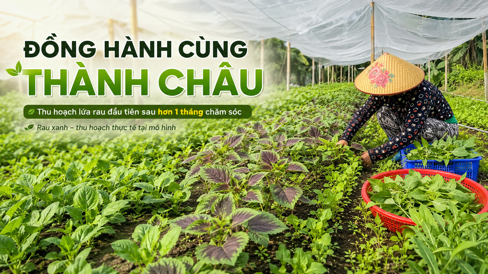 [Đồng hành cùng Thành Châu] Phần 3: Thu hoạch rau hữu cơ 100%